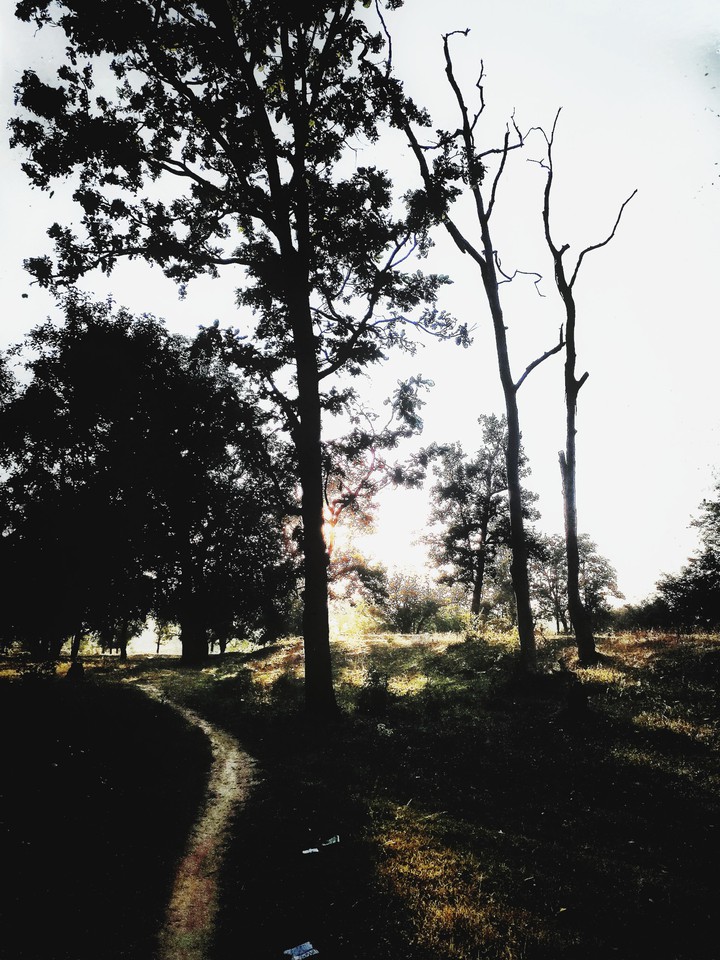 dark light