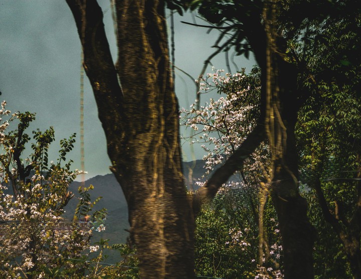 Flower in the wood