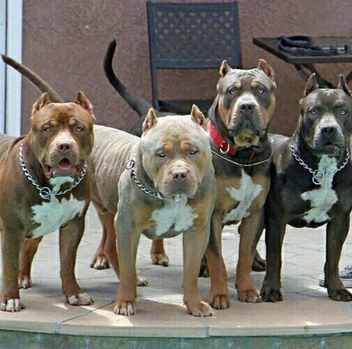 pittbuls