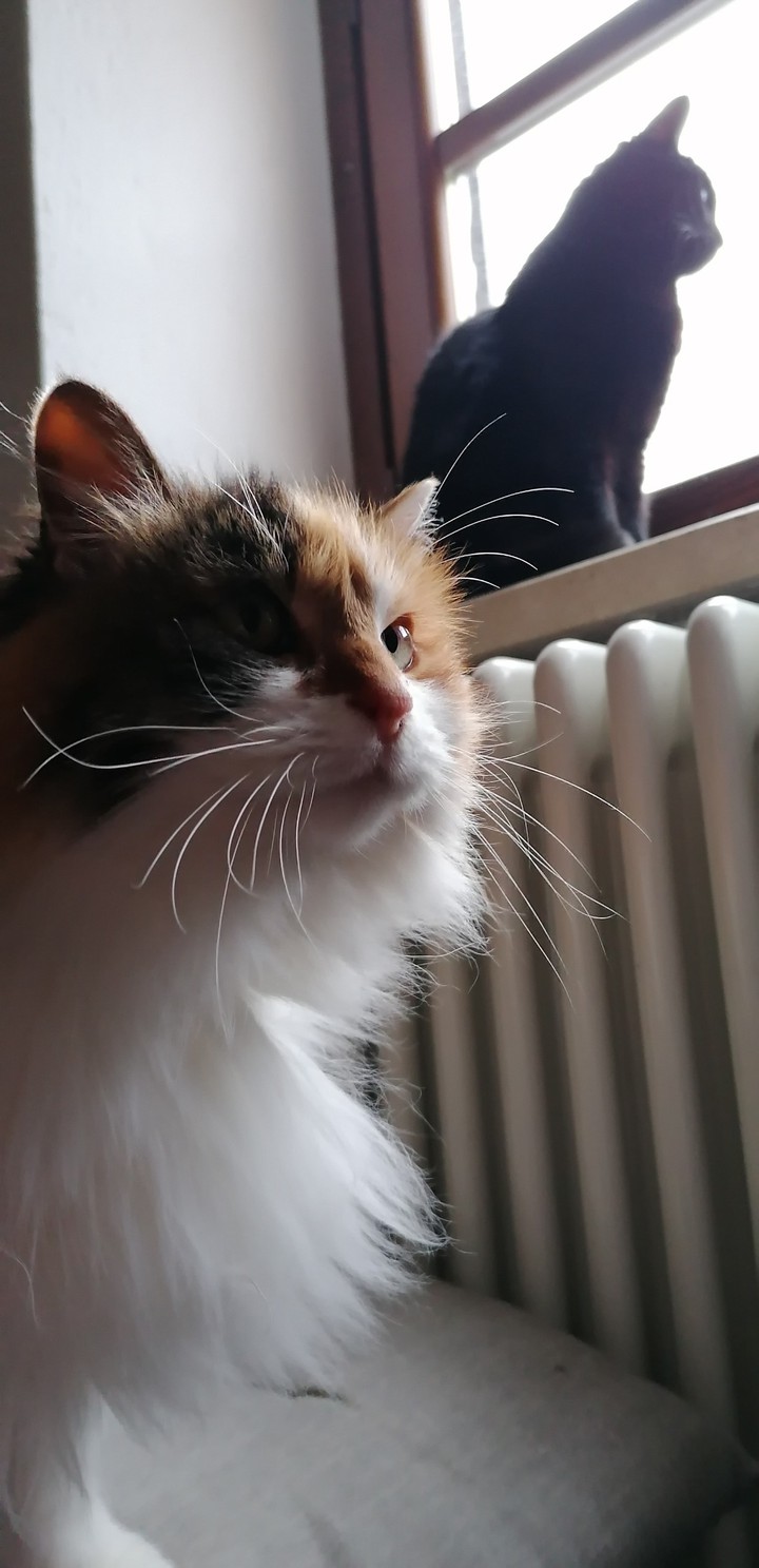 cats