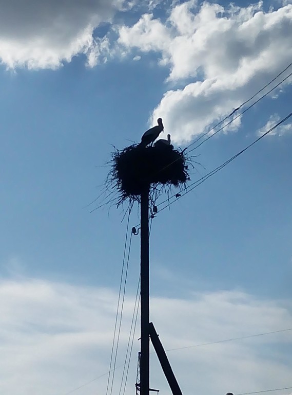 Storks