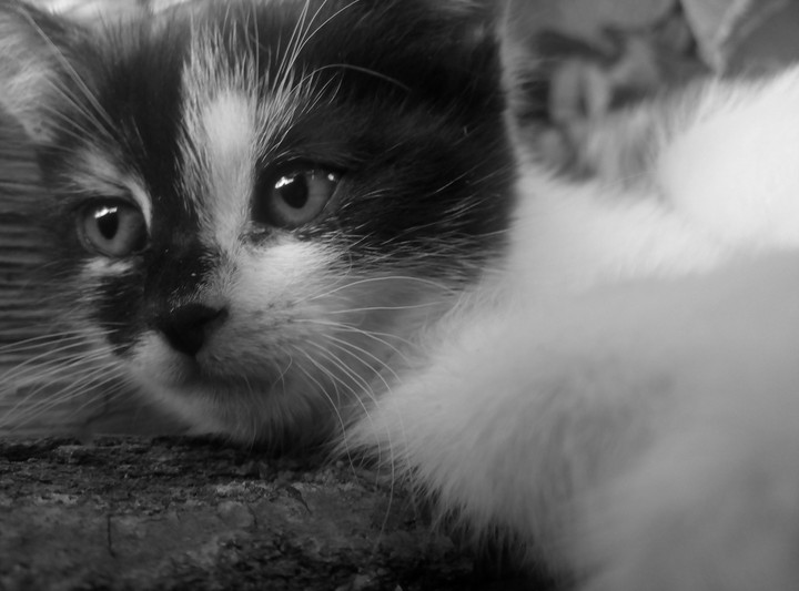 #cat