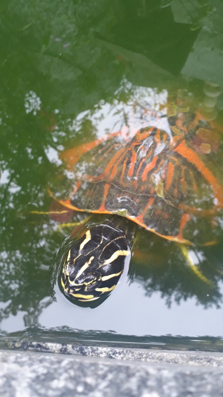 soft shell turtle