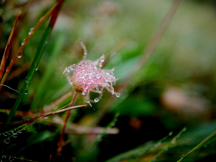 rain