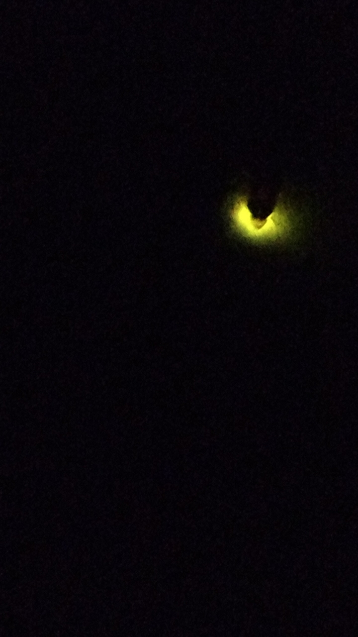 firefly(जुगनू)