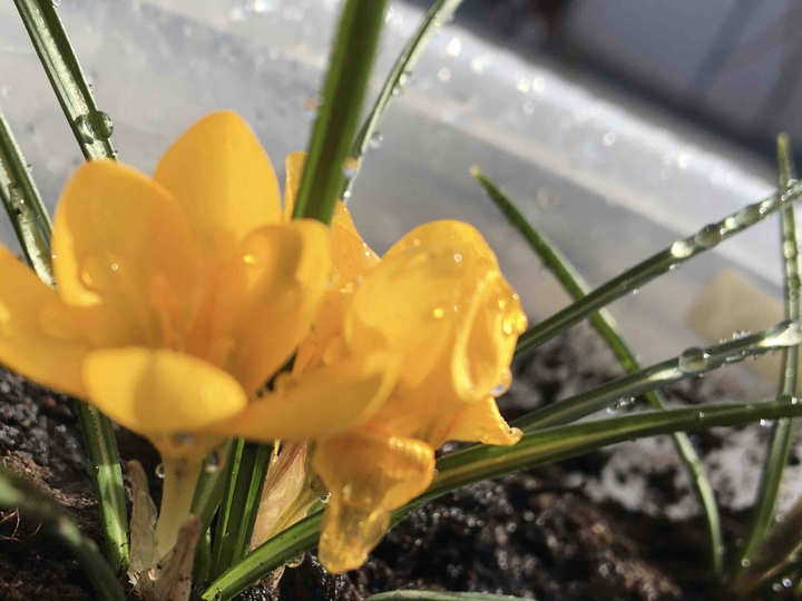 yellow flower