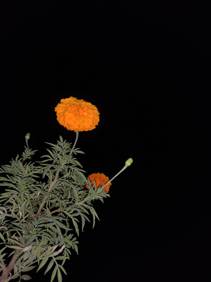 marigold