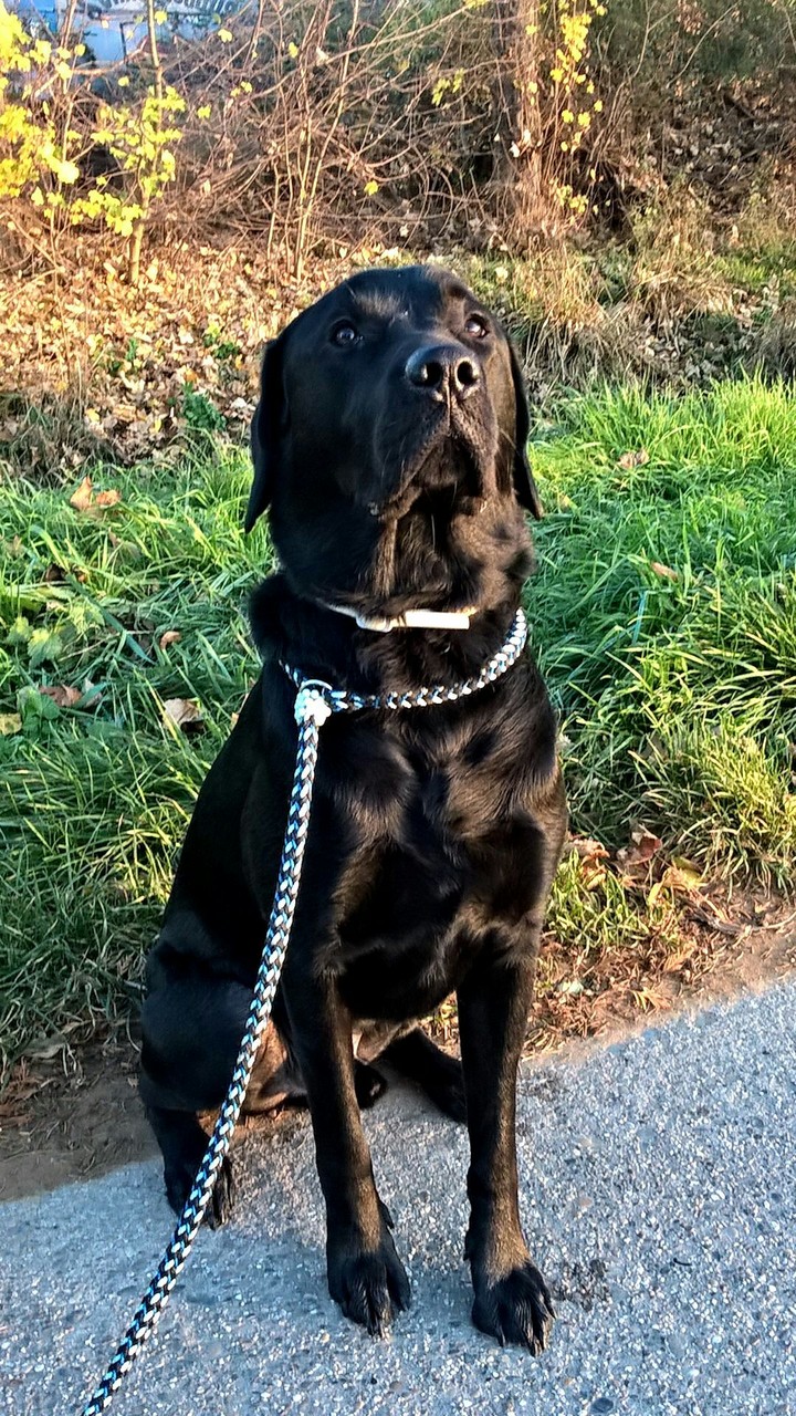 My Another Dog!!