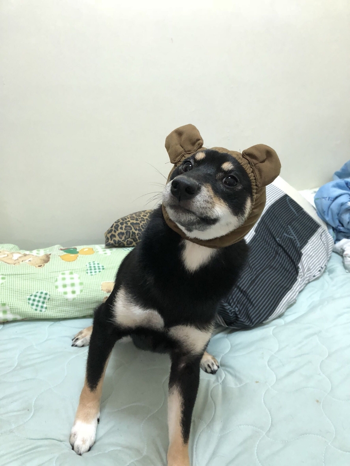 Dog 樂