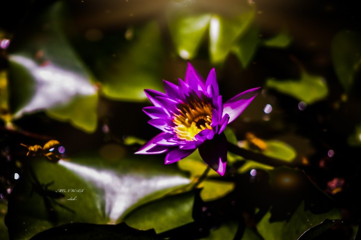 Water Lily
