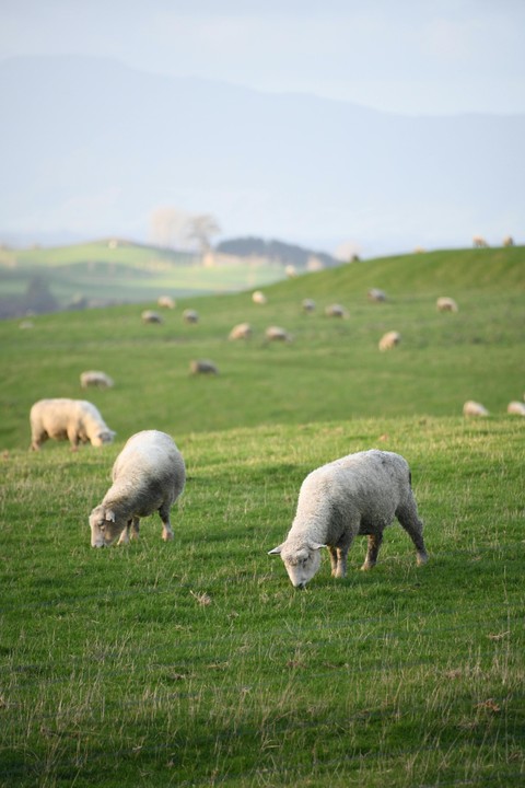 fonds d'écran Field, pasture