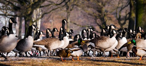 A heard Of Ducks