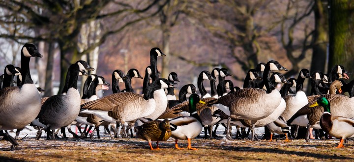 A heard Of Ducks