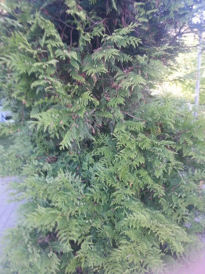 choinka