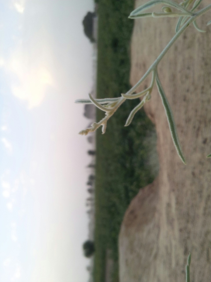 plant stem
