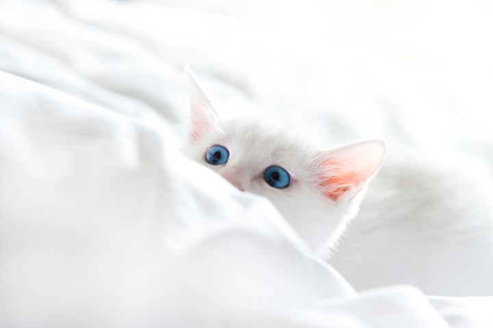 kitten