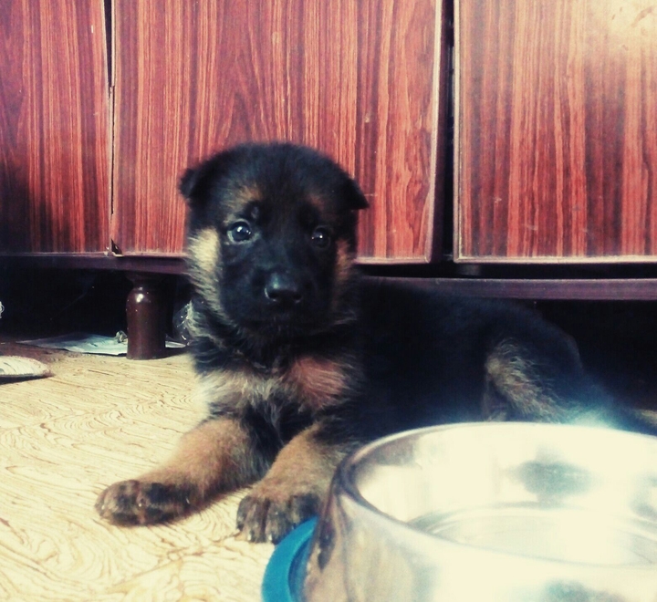 Cesar