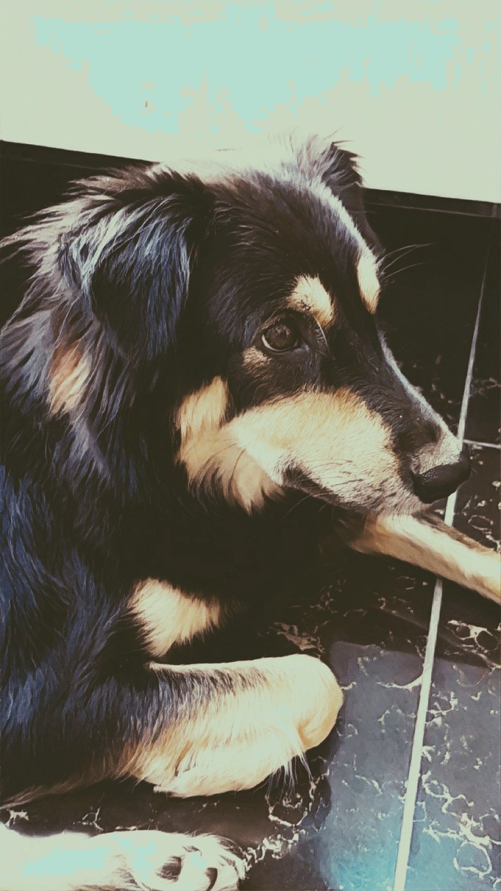 Pixie Dog