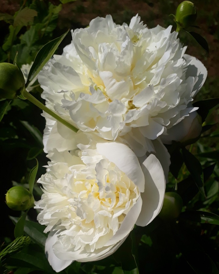 Paeonia suffruticosa 'Xue Ta'