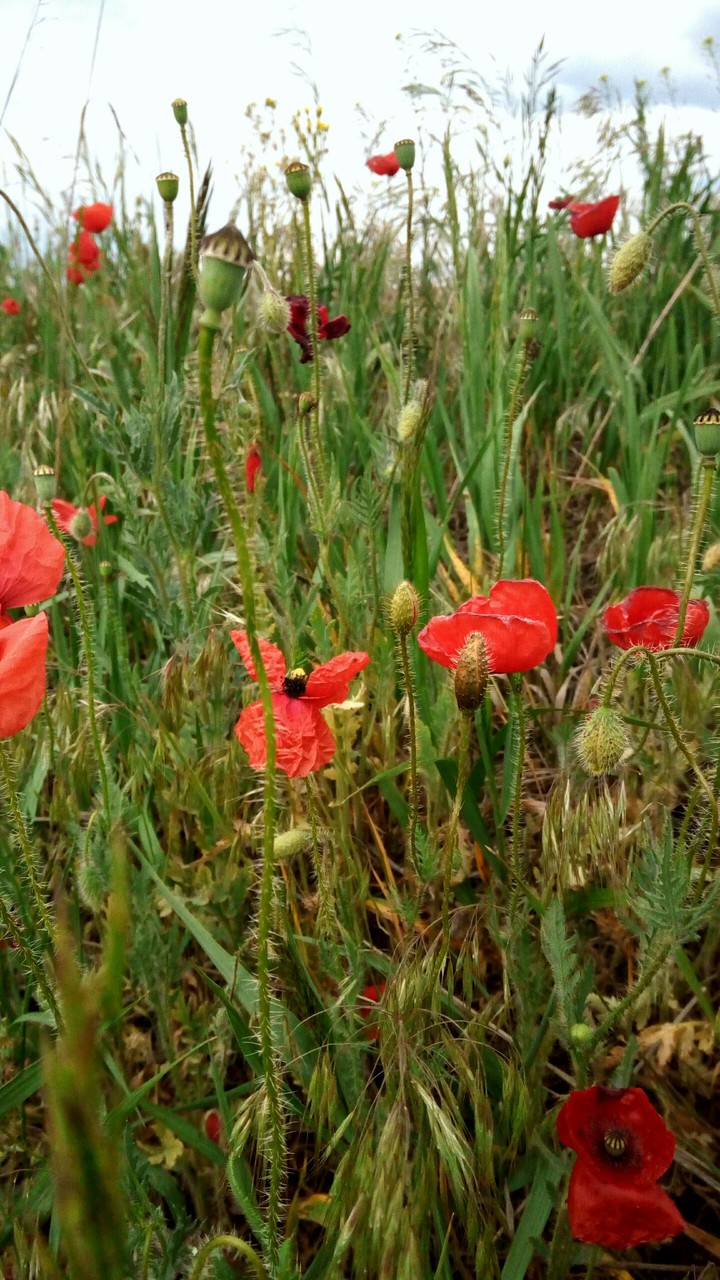 Red poppy