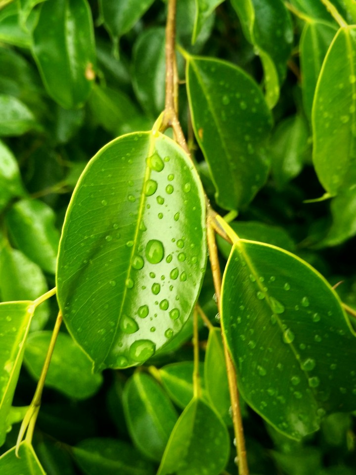 tree leaf after rain