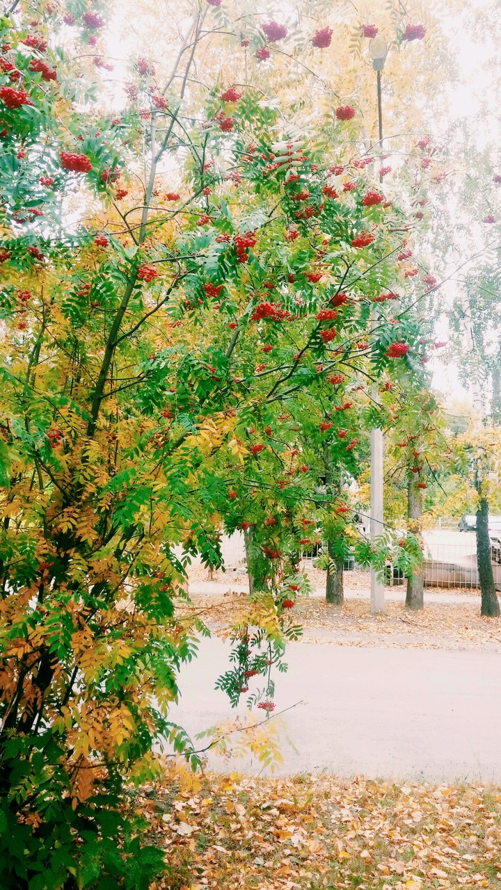 осень
