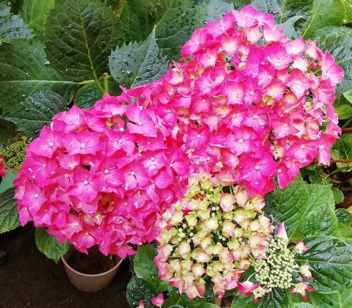 Hortensie
