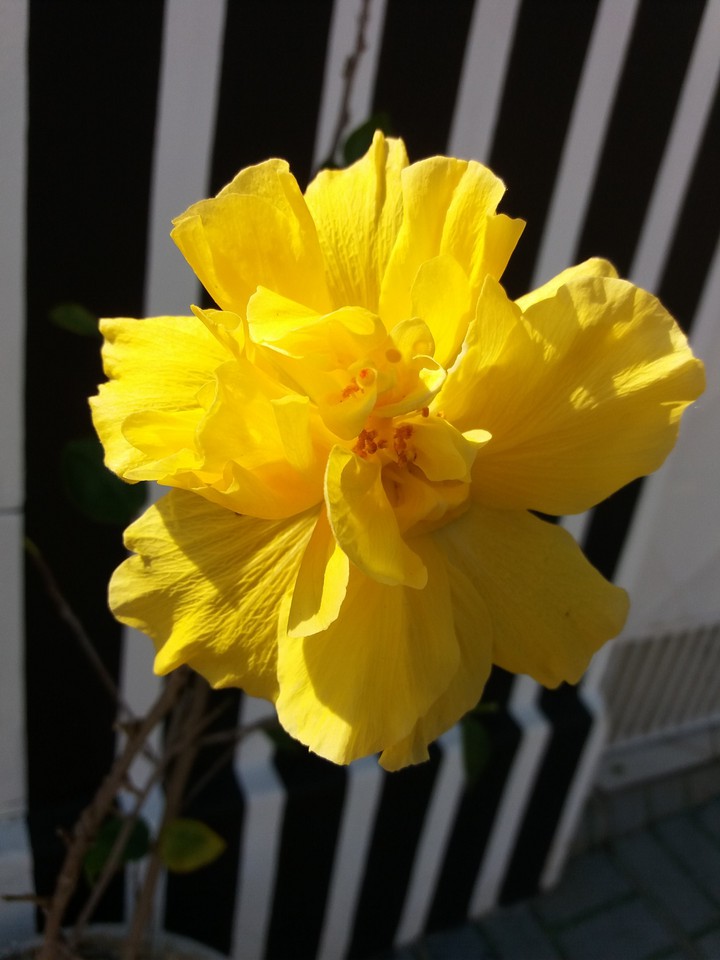 Flor