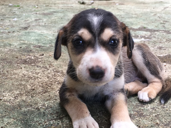 dog