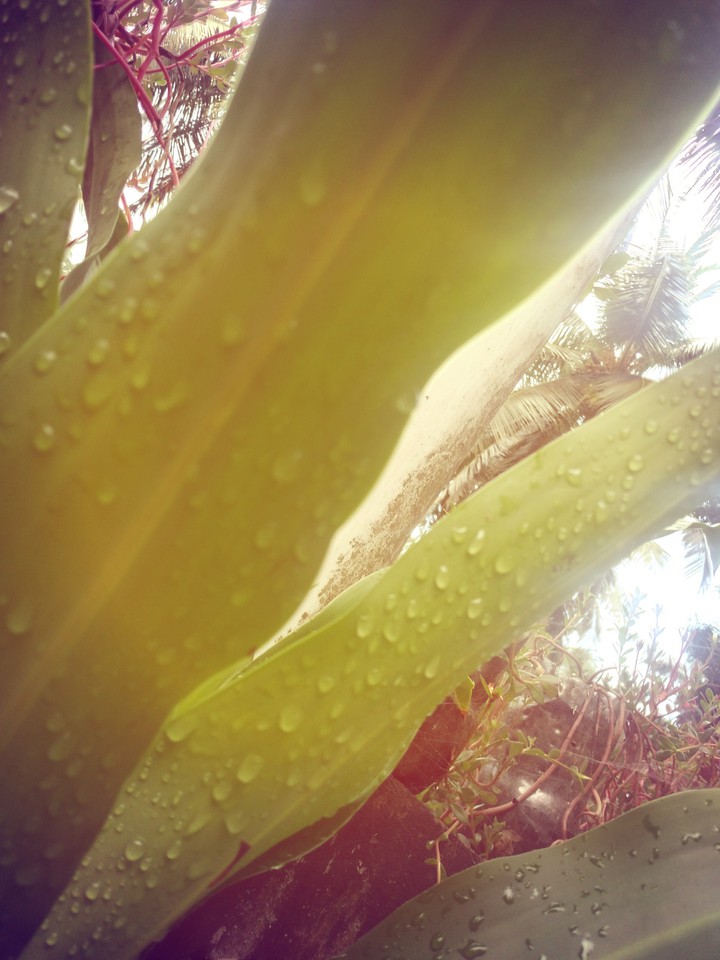 nature