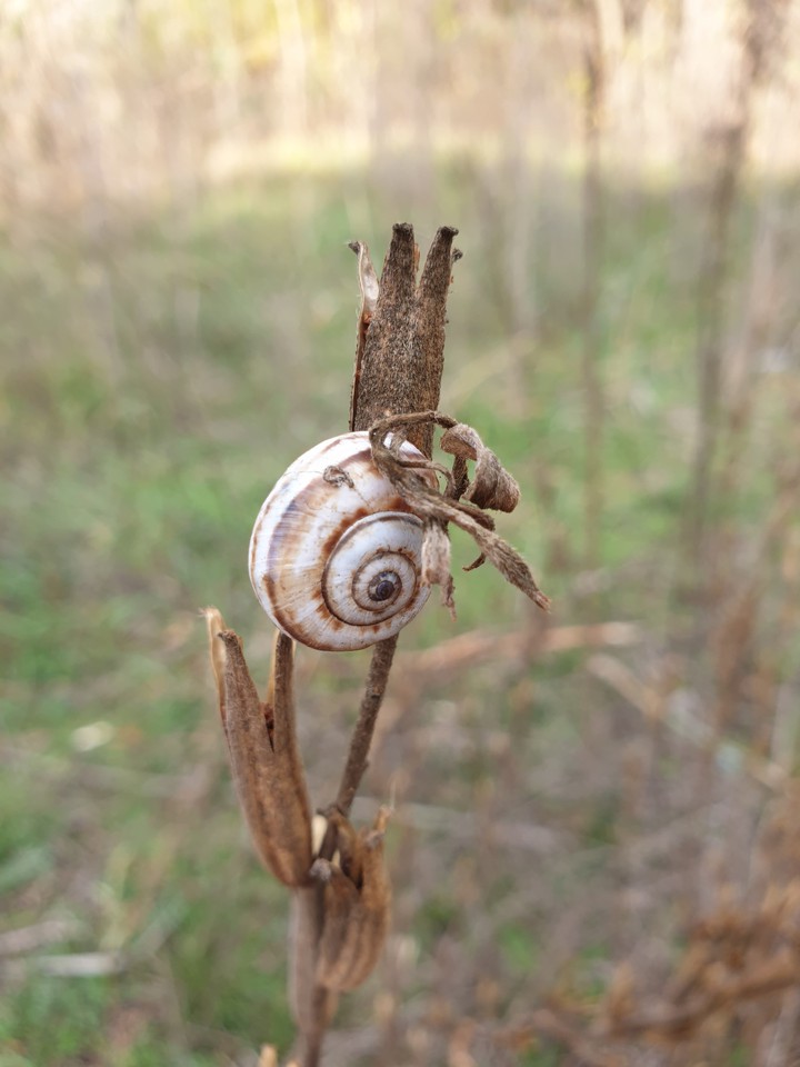 snail