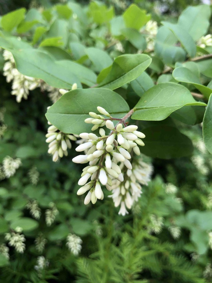 Oleaceae