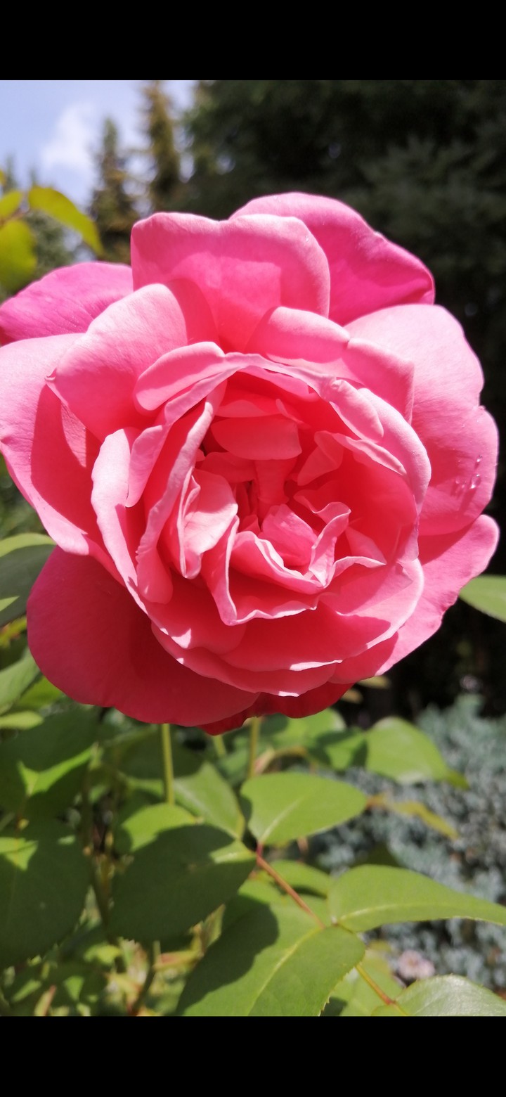 Blume