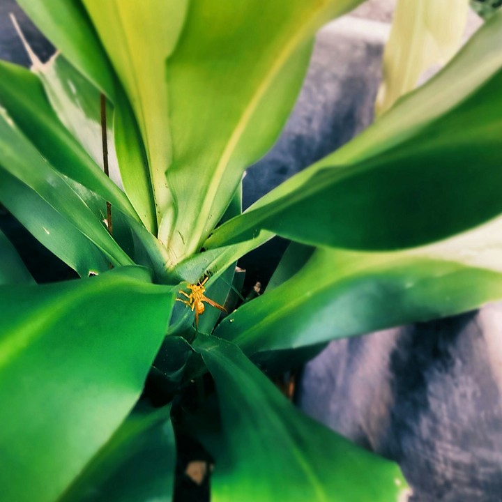Wasp