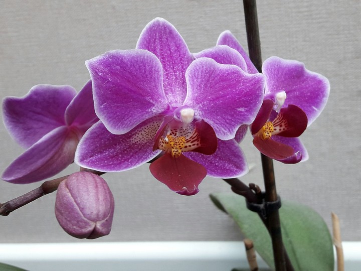 orchidée fushia