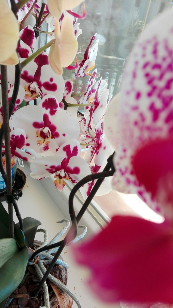 Orchidea©