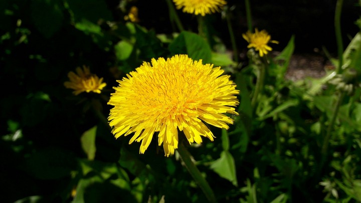 Flower