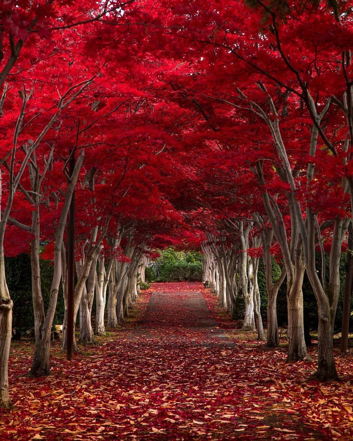 Tunnel of love