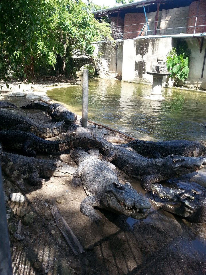 crocodile