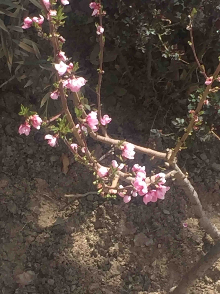 sprihg blossem