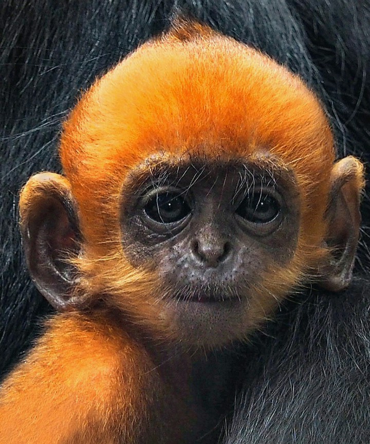 Hanging on to MOM Baby Francois Langur