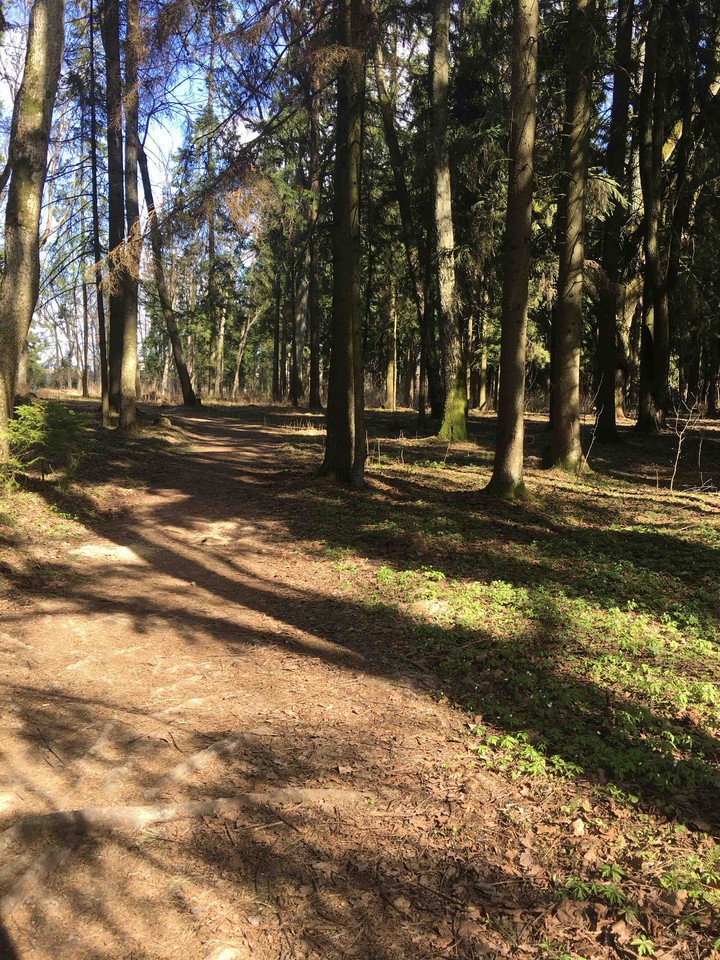 Forest
