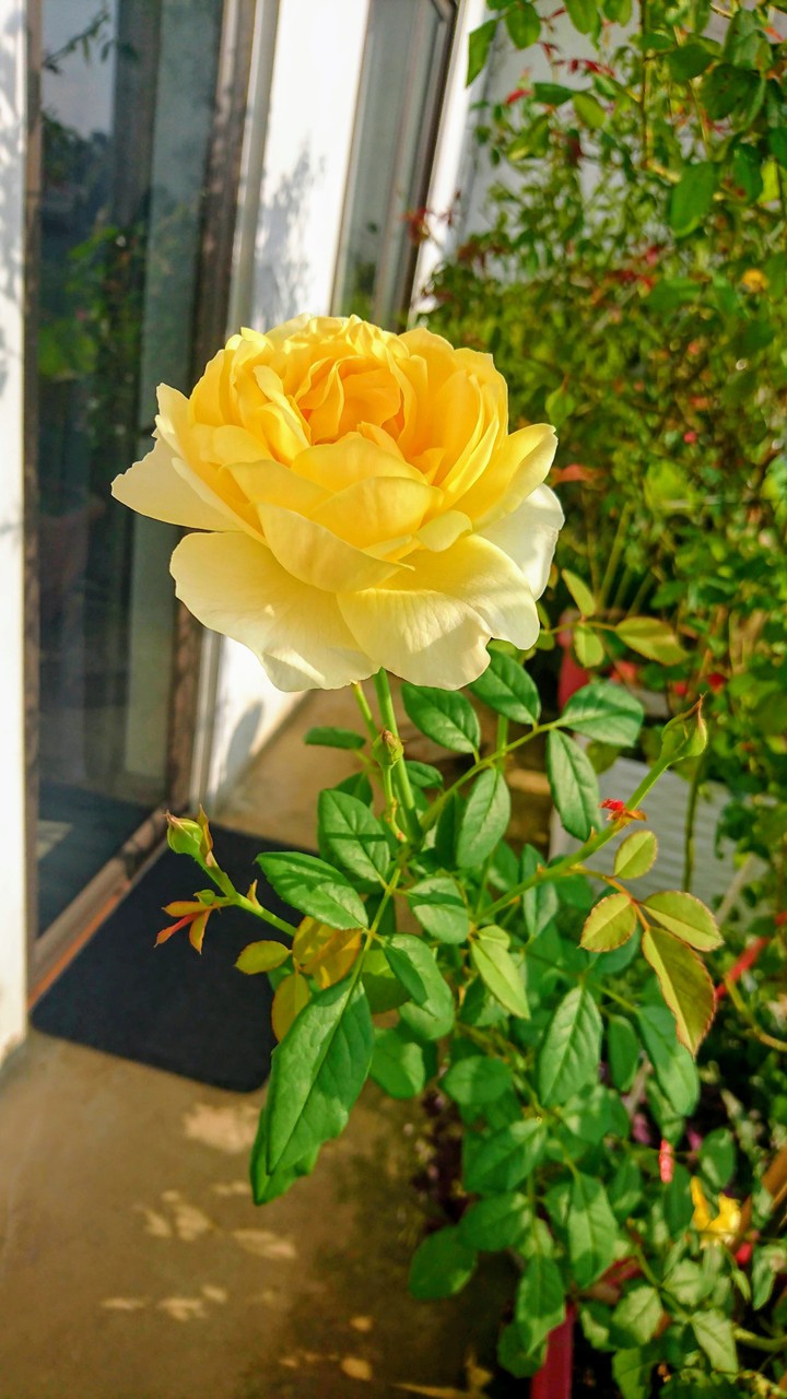 Yellow Rose