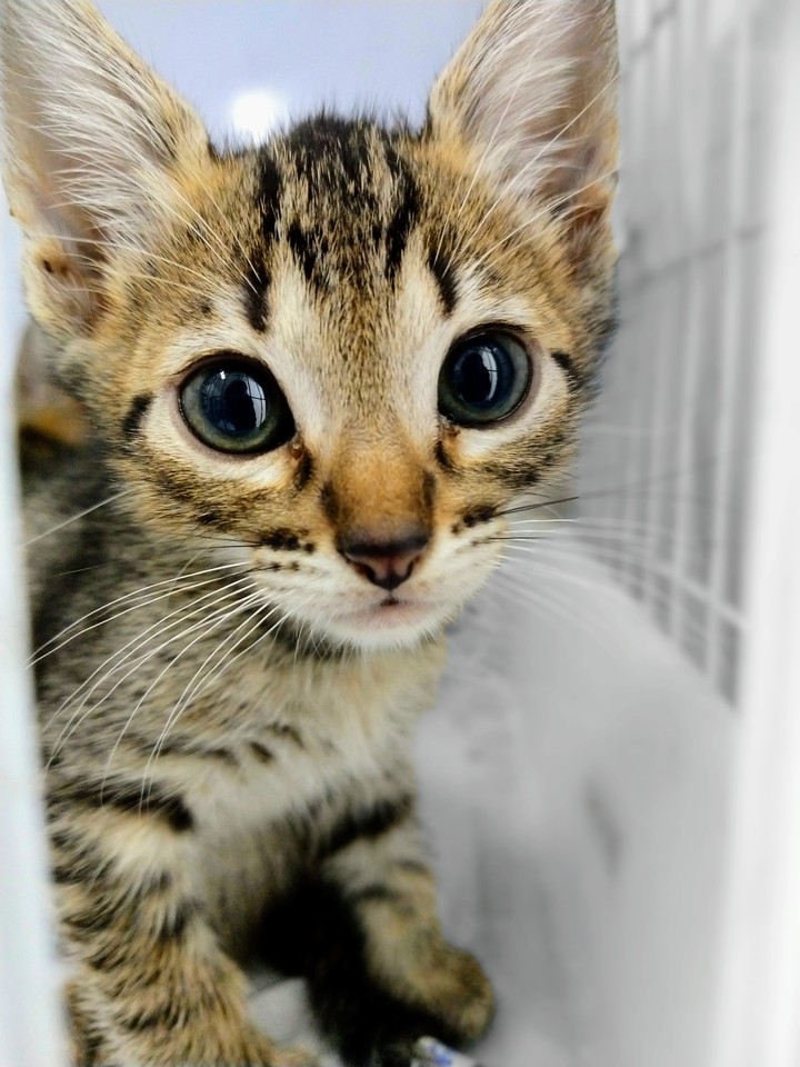 cat