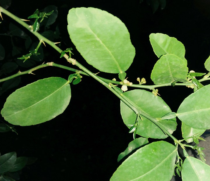 lemon tree leaves ..