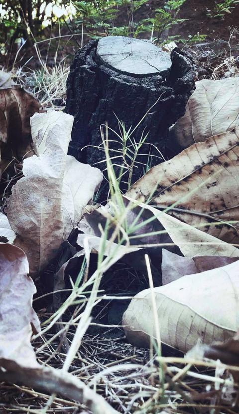 plant better than the new one