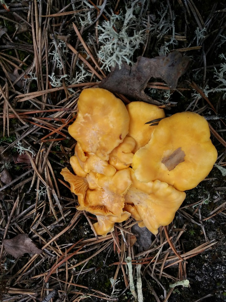 Лисички.