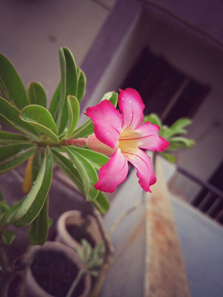 flower