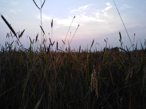 plants