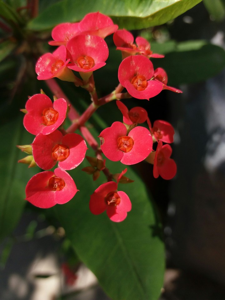 Red Flowers